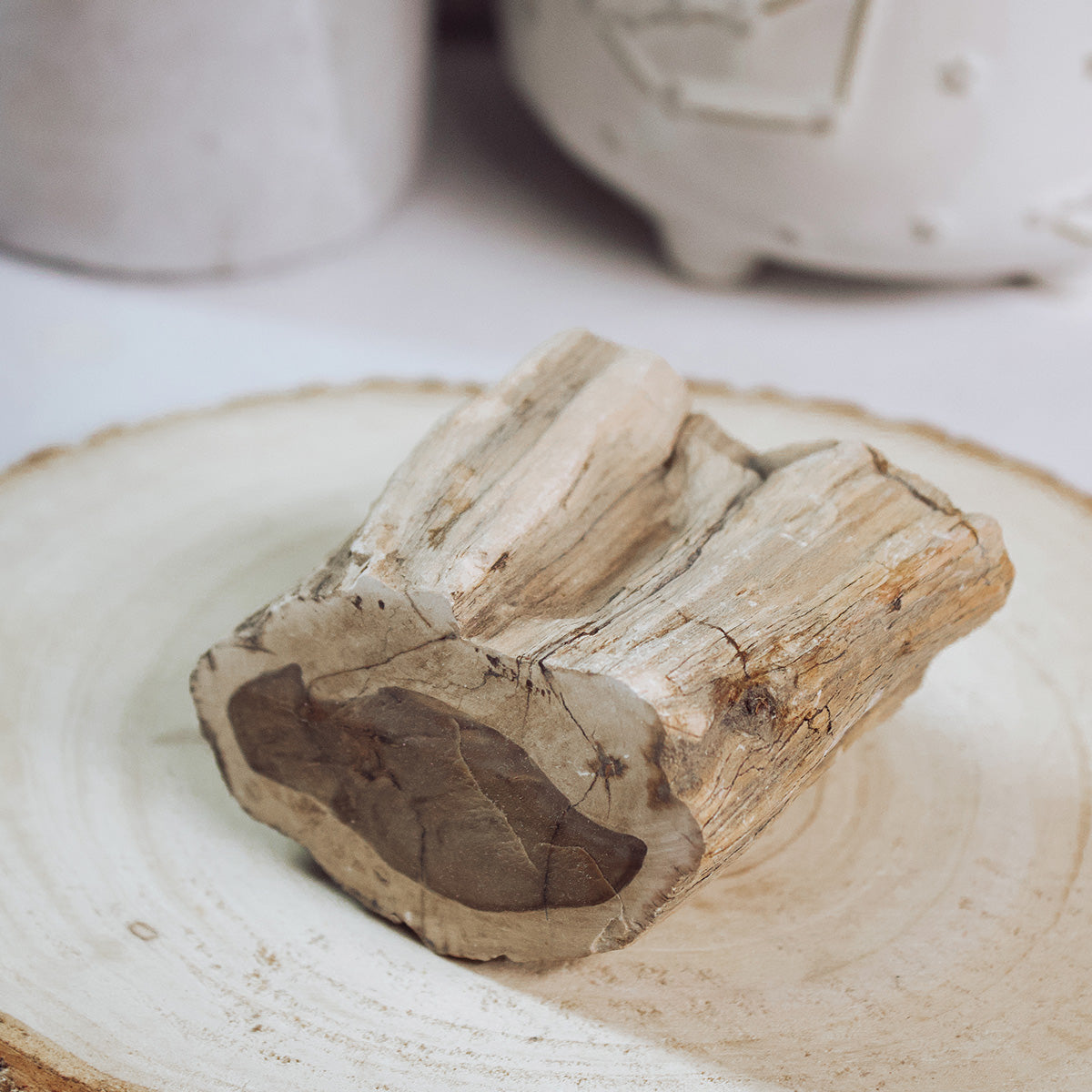Petrified Wood - Unique Specimen #3