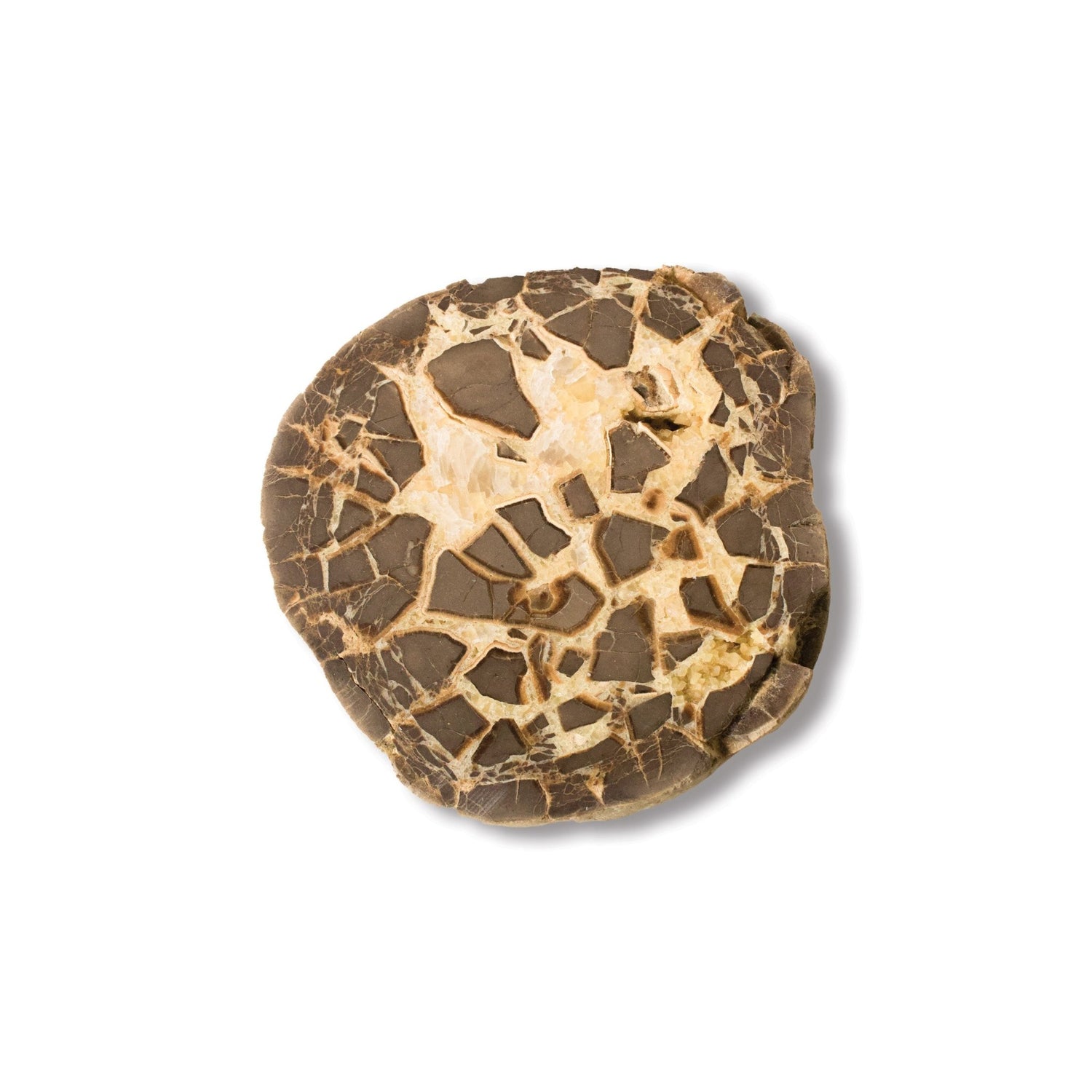 Septarian Nodule - Unique Specimen 1 - Muse + Moonstone