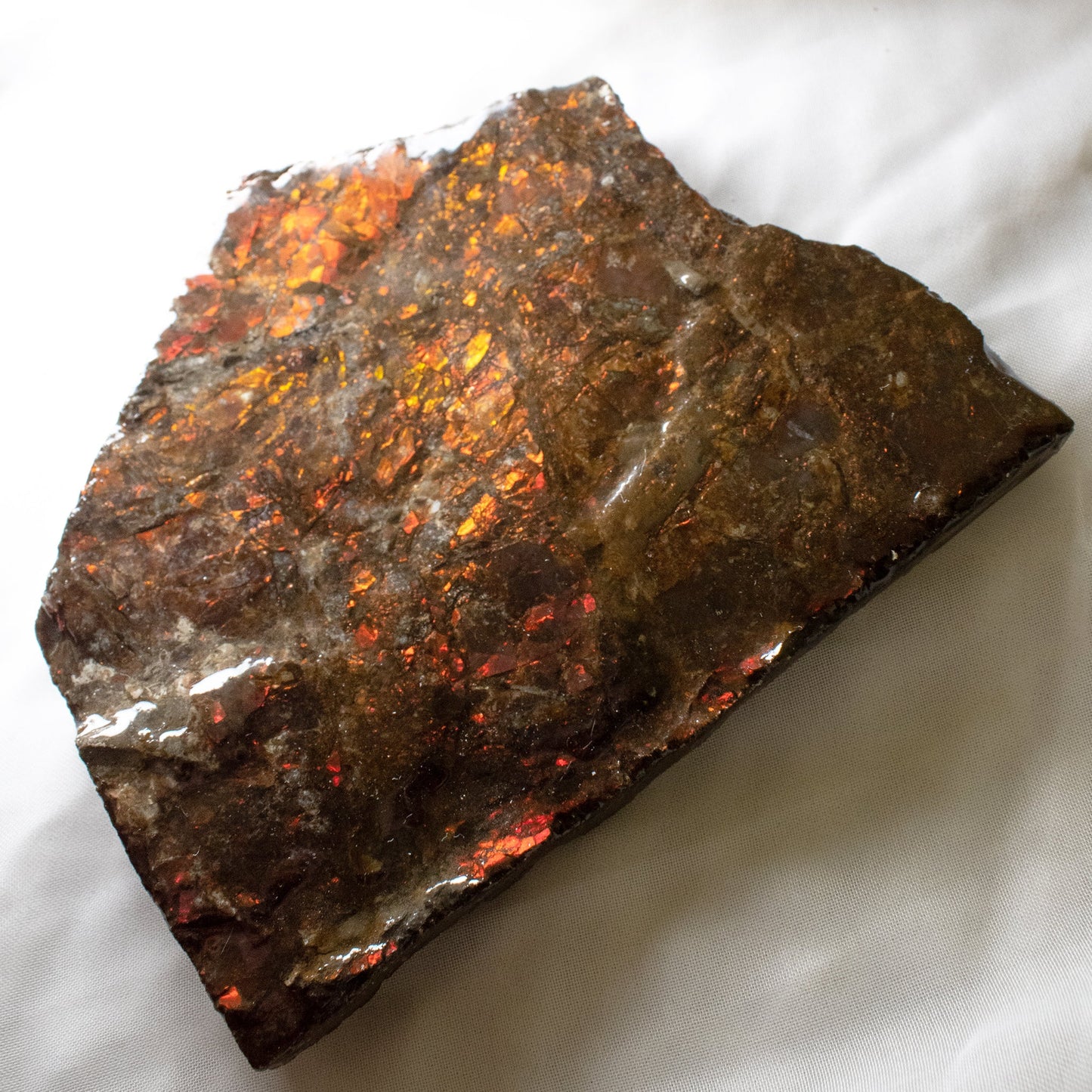 Ammolite - Unique Specimen #1 - Muse + Moonstone