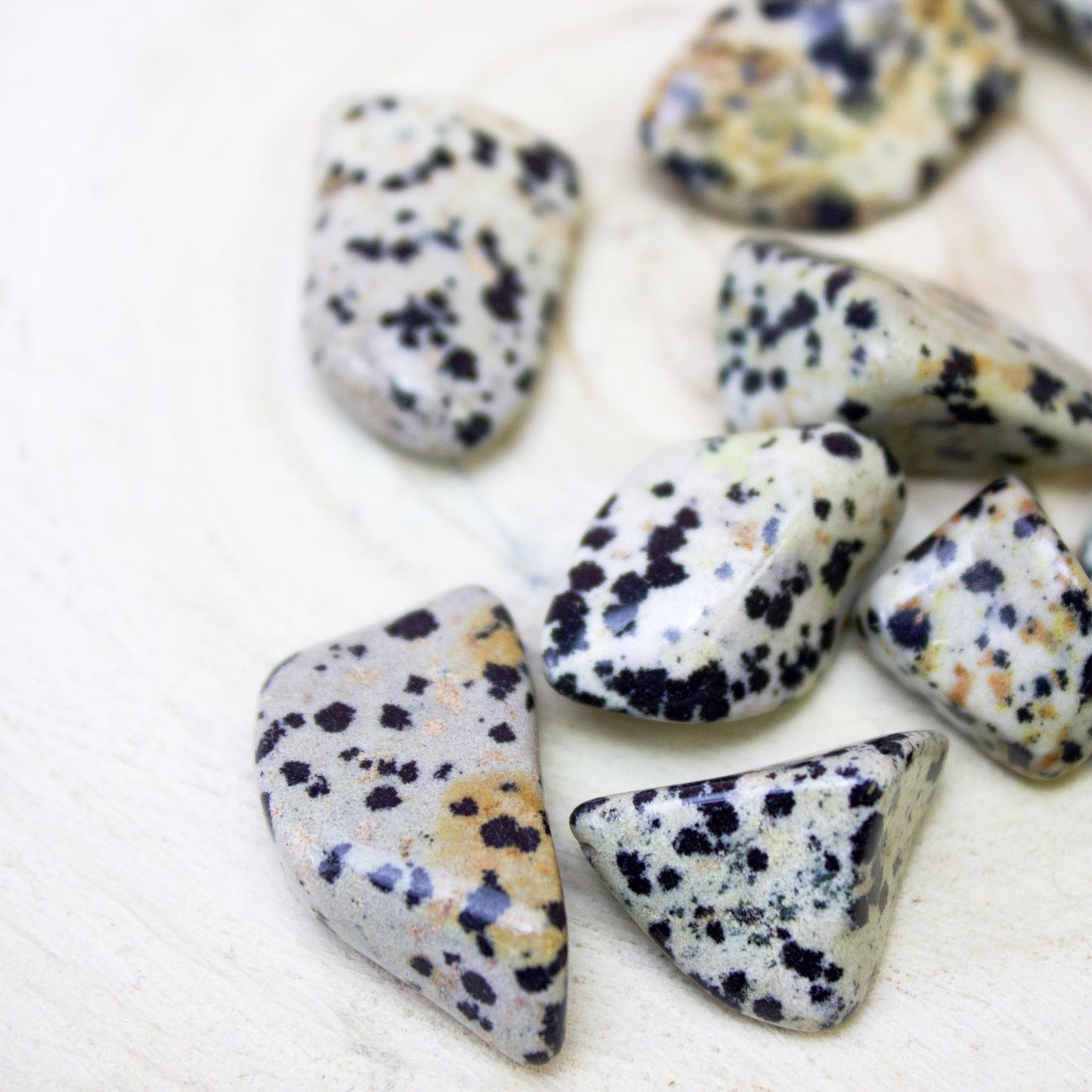 Dalmatian Jasper - Tumbled - Muse + Moonstone