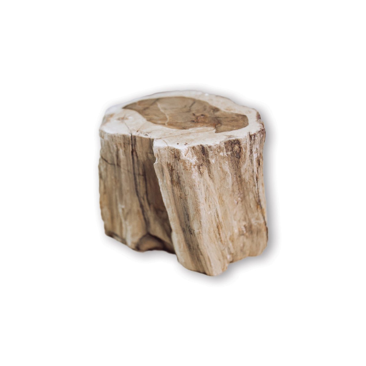 Petrified Wood - Unique Specimen 3 - Muse + Moonstone