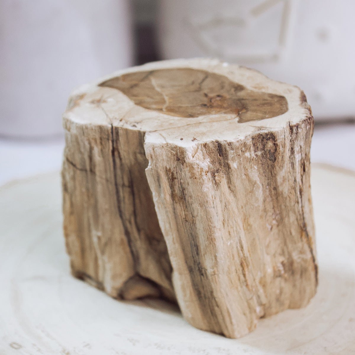 Petrified Wood - Unique Specimen 3 - Muse + Moonstone