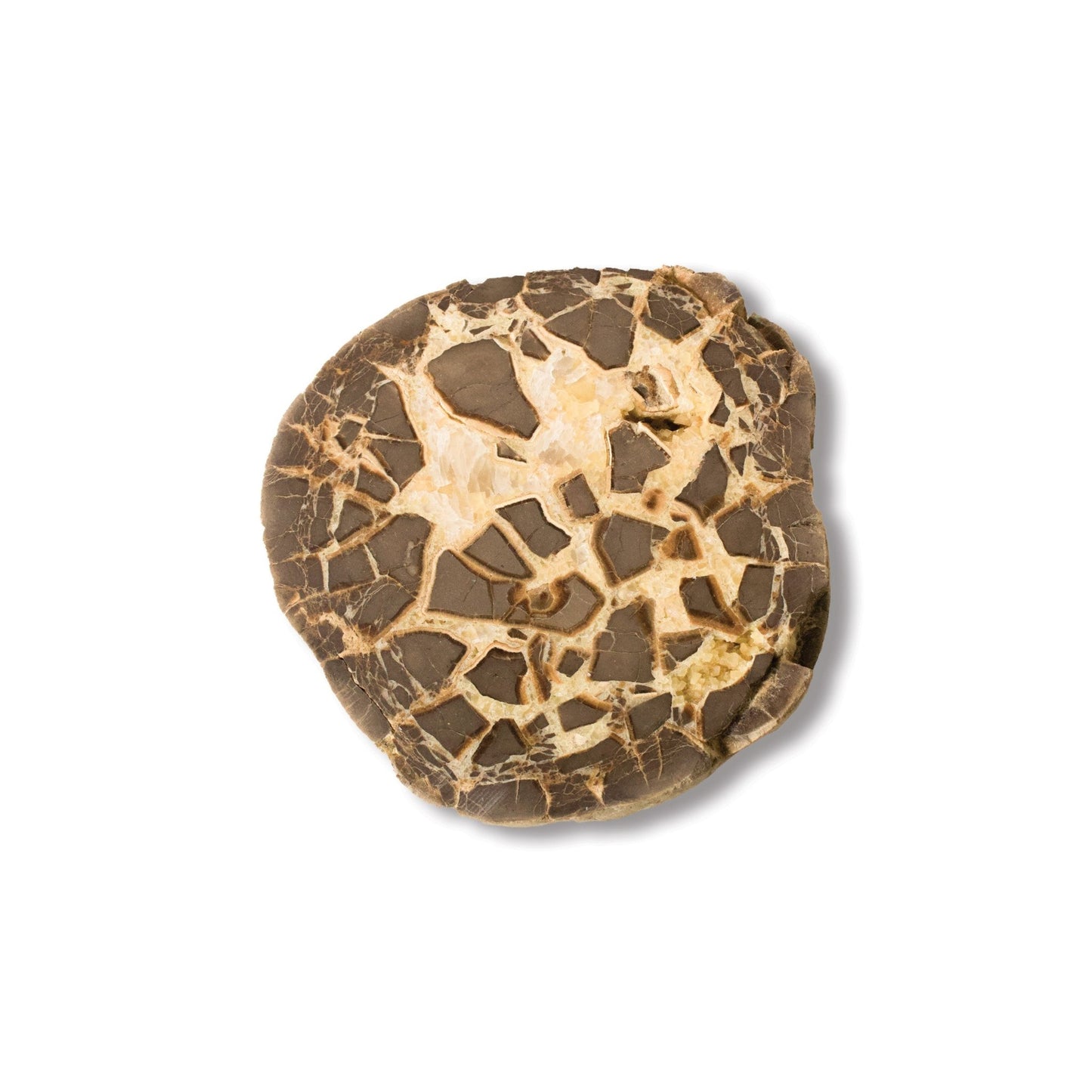 Septarian Nodule - Unique Specimen 1 - Muse + Moonstone