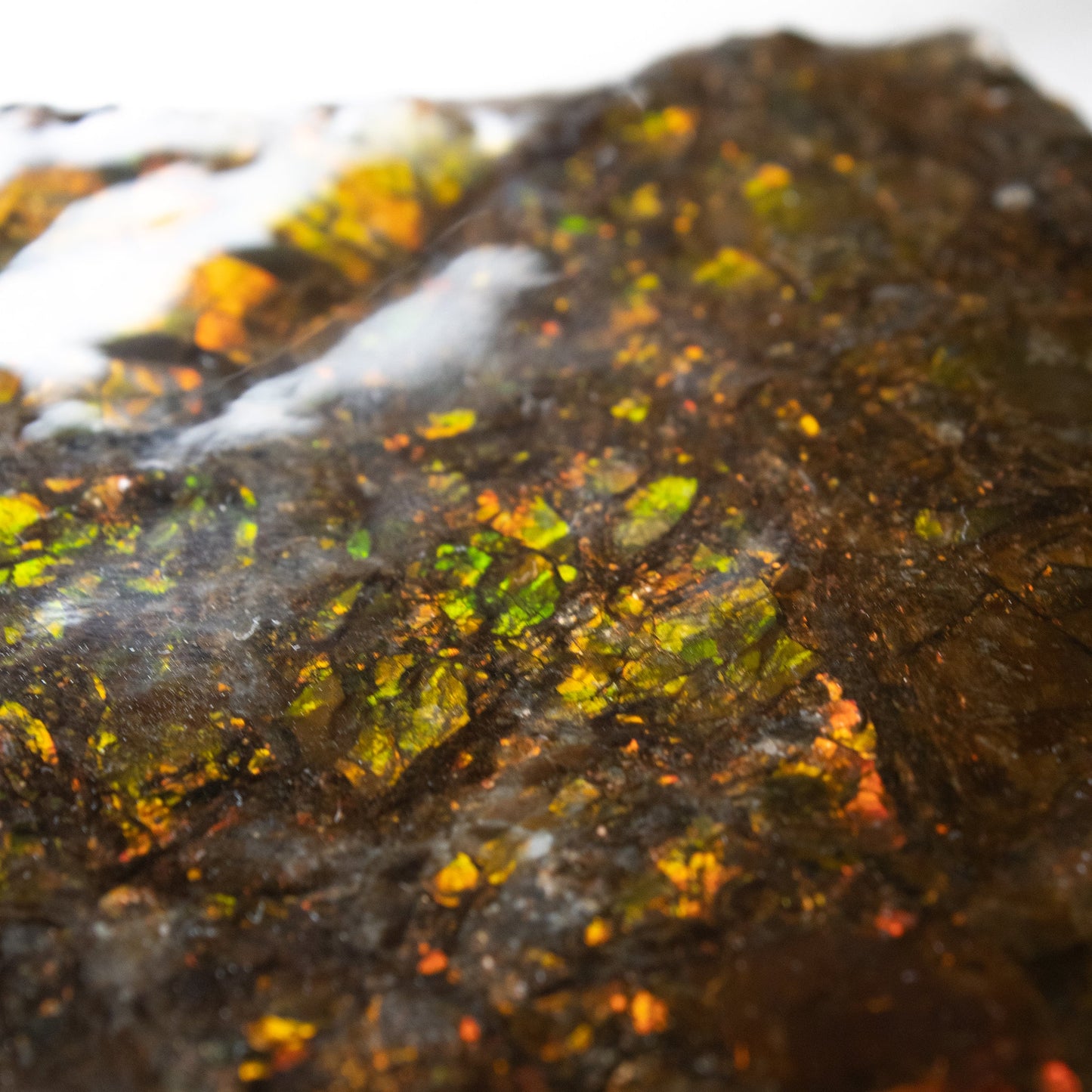 Ammolite - Unique Specimen #1 - Muse + Moonstone