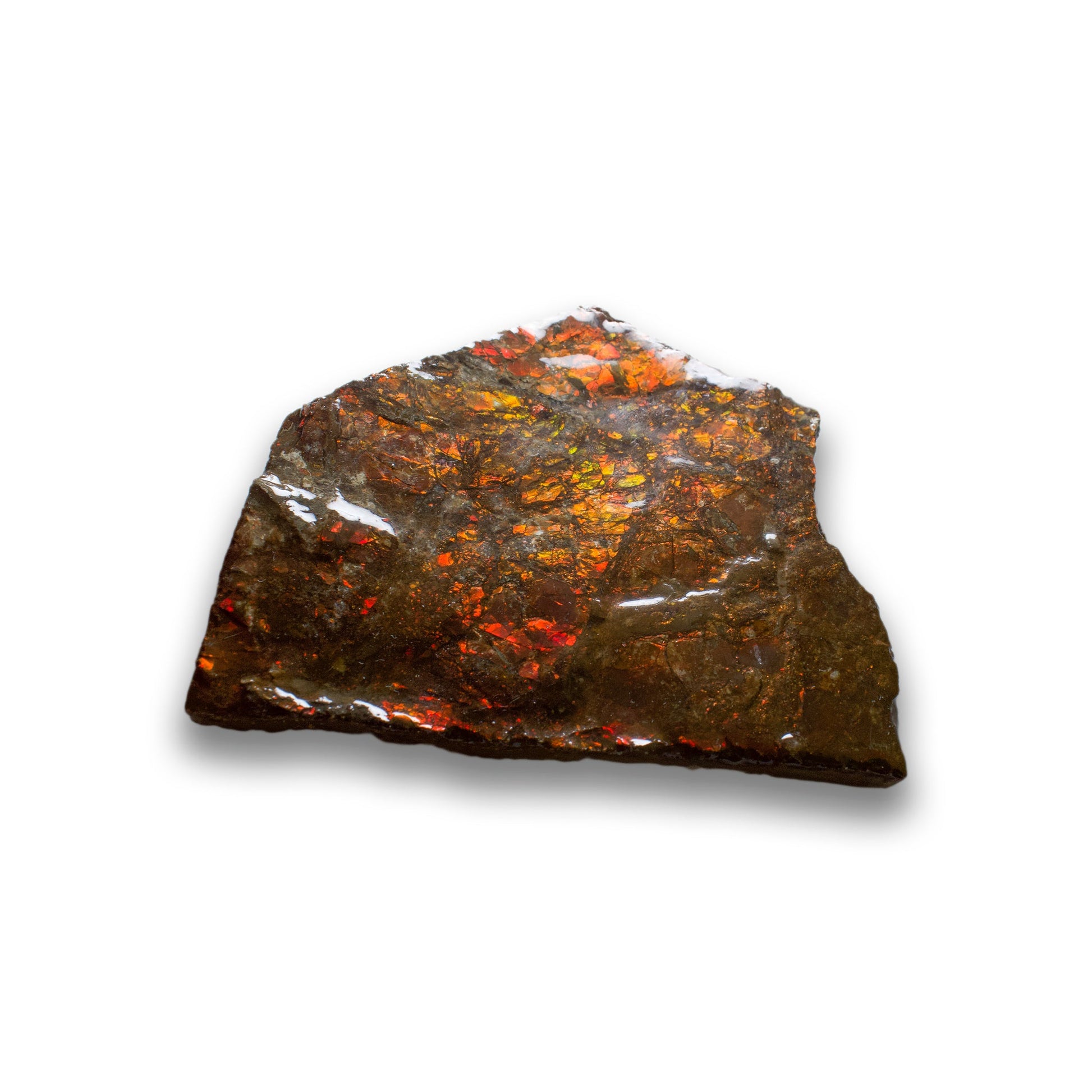 Ammolite - Unique Specimen #1 - Muse + Moonstone