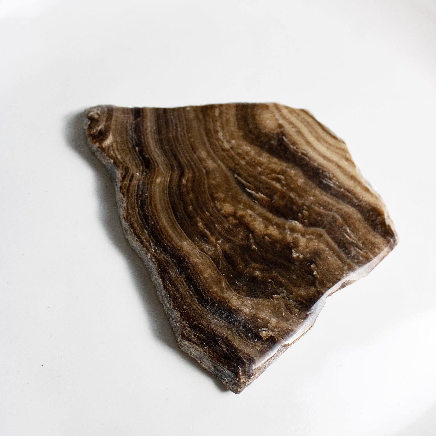 Chocolate Calcite - Unique Slab #2 - Muse + Moonstone