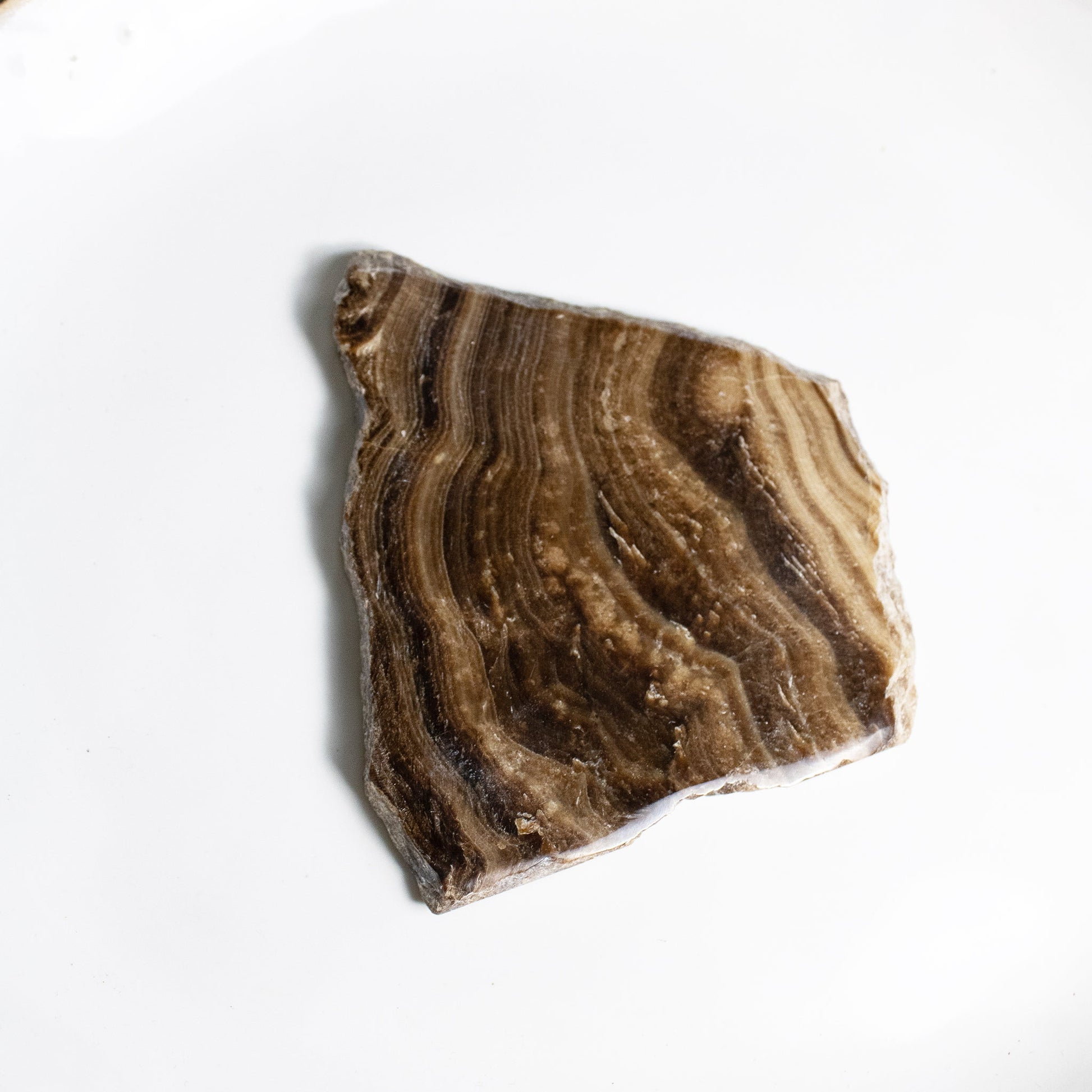 Chocolate Calcite - Unique Slab #2 - Muse + Moonstone