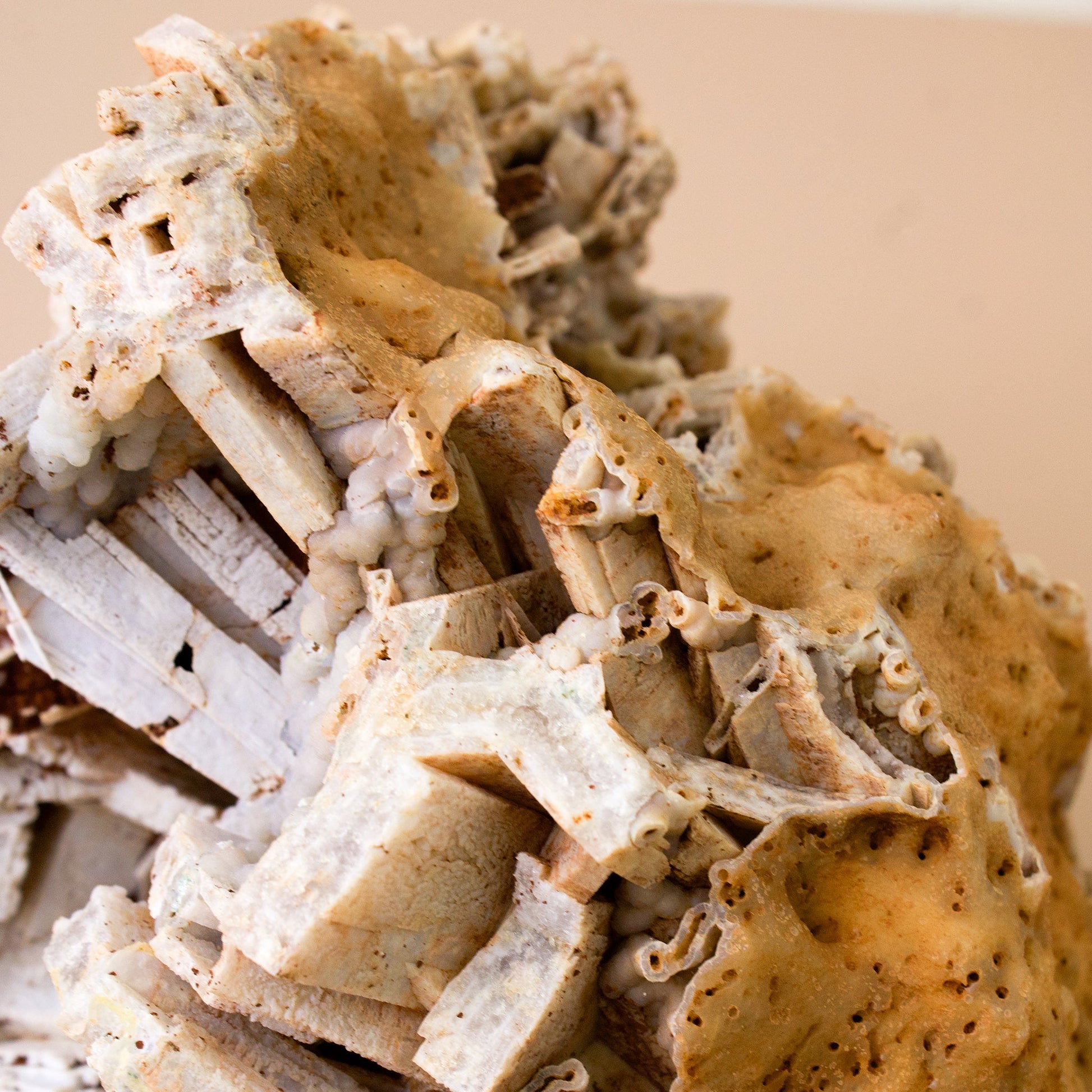 "Mixed Media" Unique Specimen #1 - Agatized Coral/Anyhydrite - Muse + Moonstone