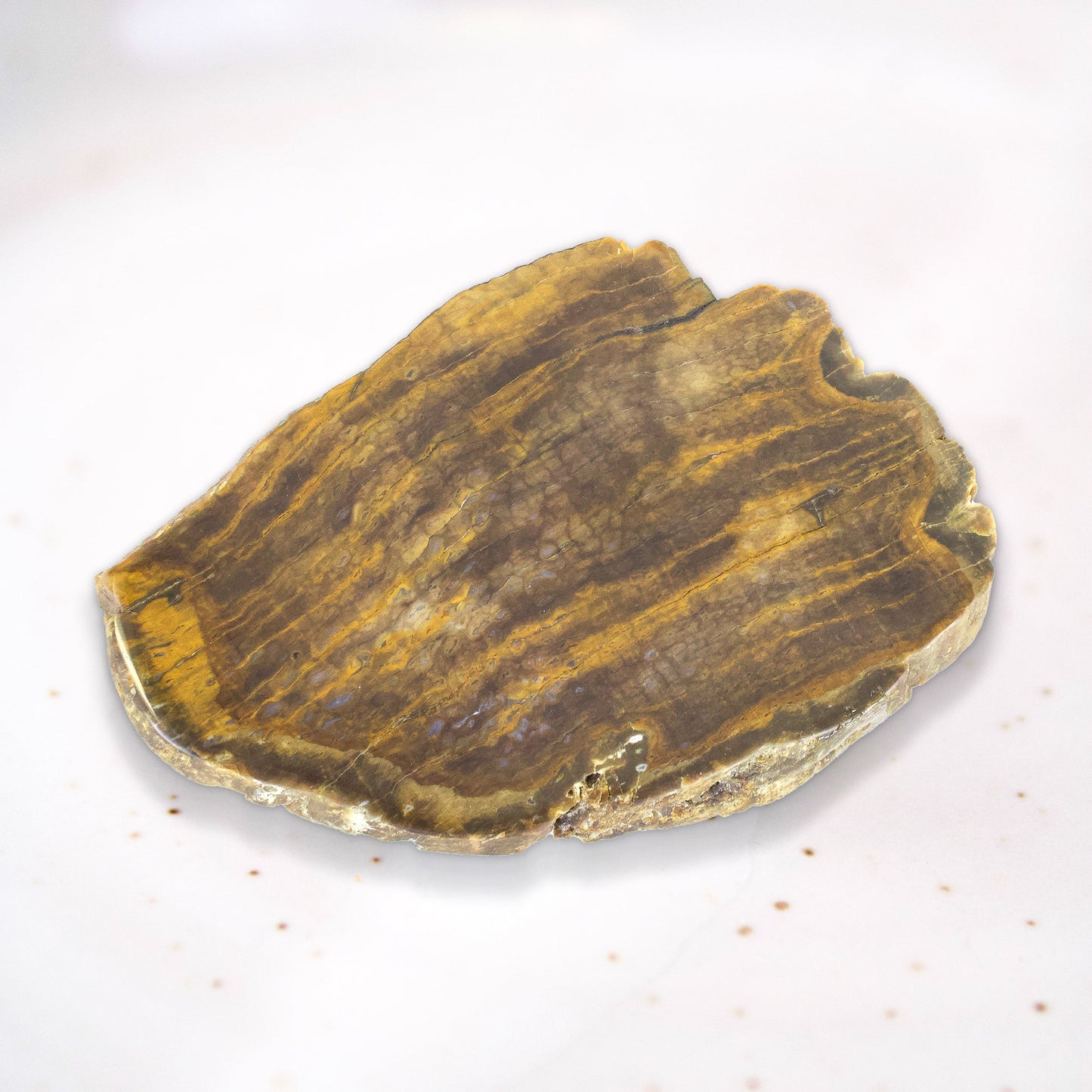 Petrified Wood Slice - Unique Specimen #1 - Muse + Moonstone